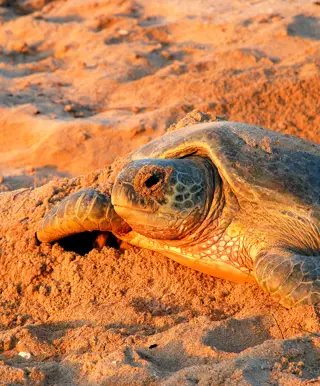 Beobachte die Schildkröten von Ras Al Jinz